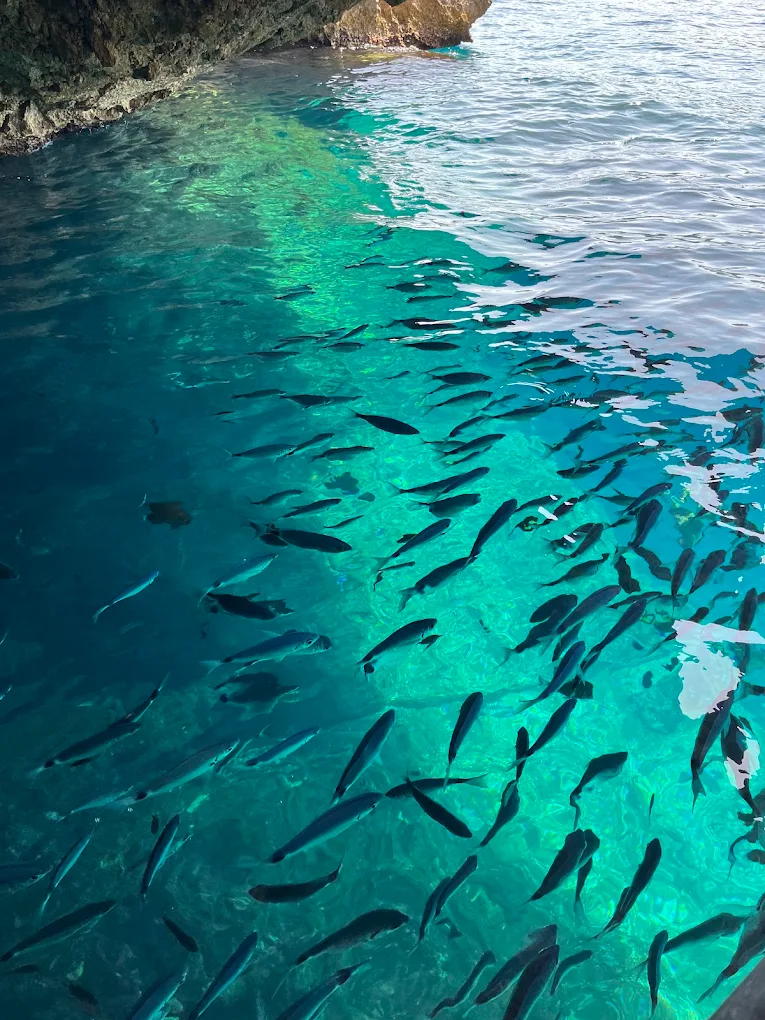 A shoal of fish in clear shallow water beside the rocks.